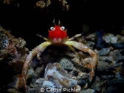 Those little Squat Lobsters mostly are looking out of hol... by Catrin Pichler 